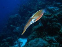 Caribbean Reef Squid